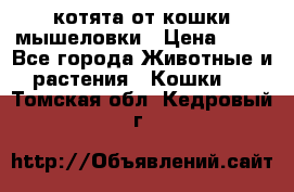 котята от кошки мышеловки › Цена ­ 10 - Все города Животные и растения » Кошки   . Томская обл.,Кедровый г.